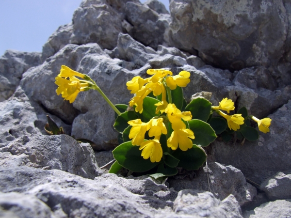 Primula auricula / Primula orecchia d''orso